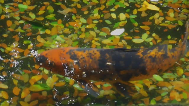 Colour combination fish activities.