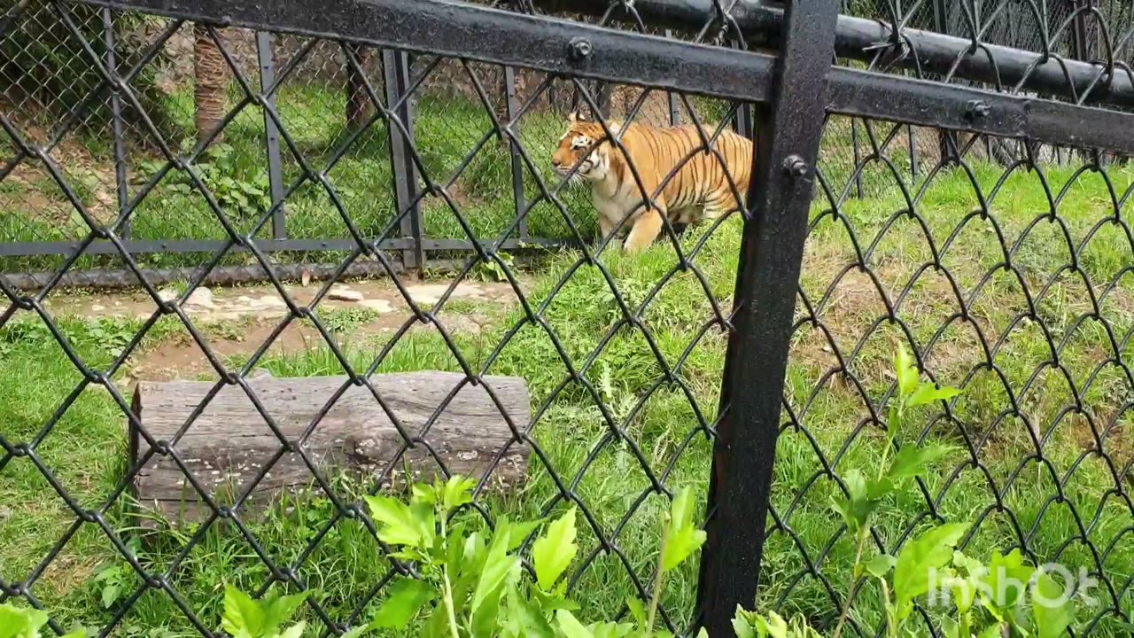 Tiger video