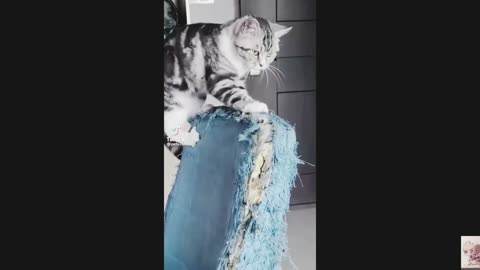 Silly Animal Shenanigans: Get Ready to Laugh!