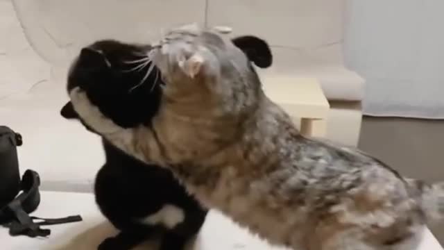 Борцуха🦾 cat wrestler