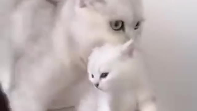 Cute cats funny videos cats fighting moments