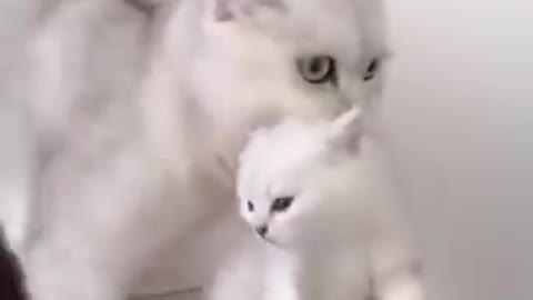 Cute cats funny videos cats fighting moments