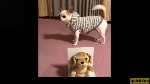 Dogs and Cats, Baby Pets Funny Videos