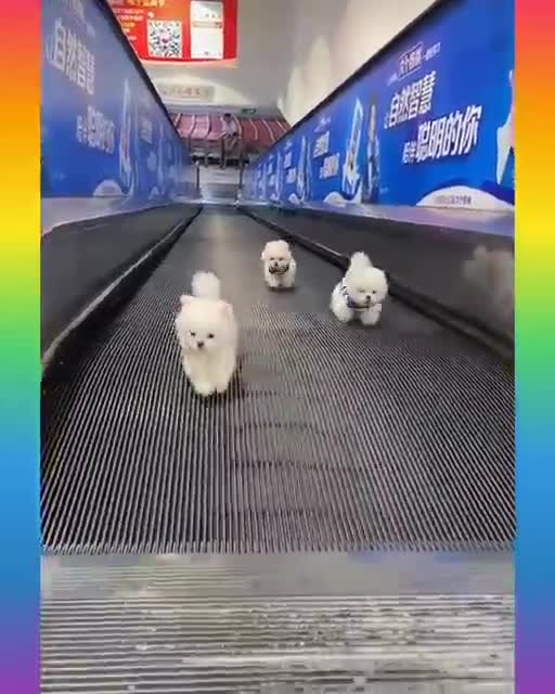 Cute Dog Funny Video / Dog Funny Video 2021