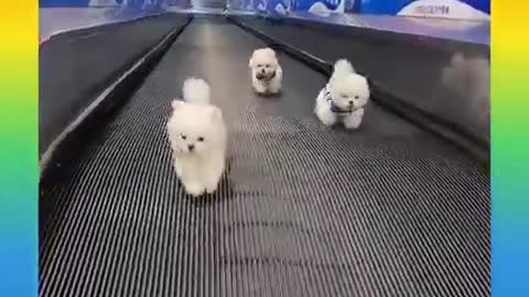 Cute Dog Funny Video / Dog Funny Video 2021
