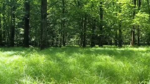 Relaxing Music | Sleeping, Meditation, Stress Relief | [5979] ⭐️