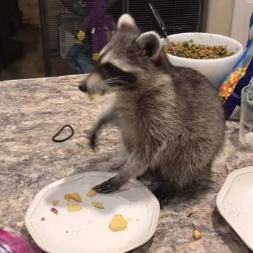 Bizzy Dumpling cleans up