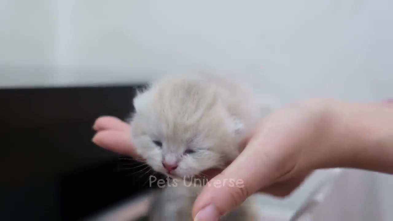 cute cat