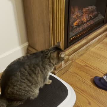 Vibrating Cat 🐈 🐈💙🩷😃😃