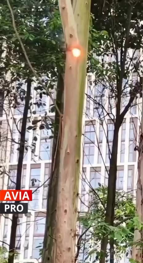 Cut trees with a laser