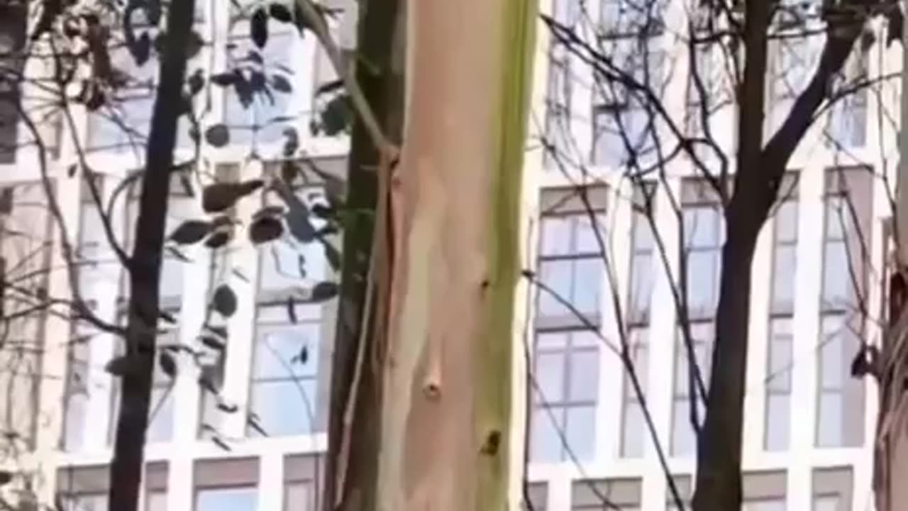 Cut trees with a laser