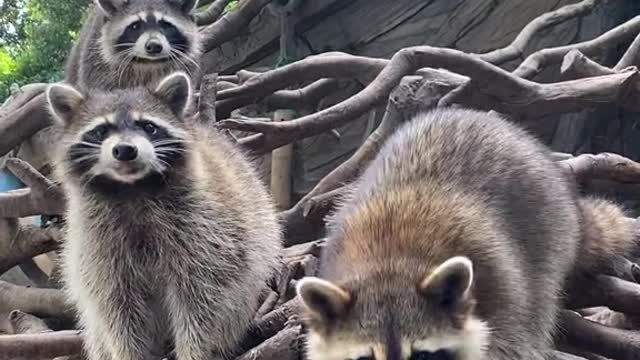 This is the little raccoon noodles.