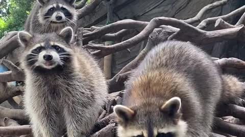 This is the little raccoon noodles.