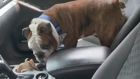 My new driver / please do not try to laugh 😅 / my funny & trained dog