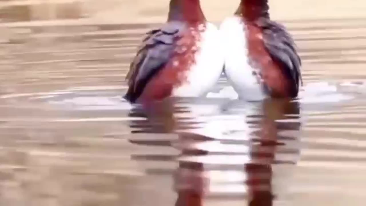 Dancing on the watter