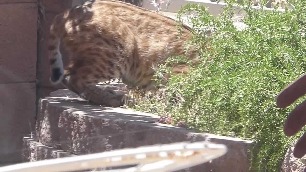 Bobbina the Bobcat is Back Trying to Hide in an Arizona Backyard!