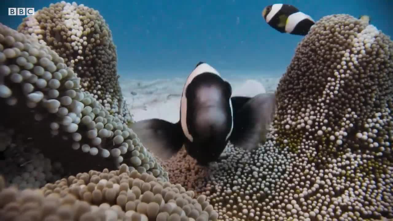 Amazing Clownfish Teamwork | Blue Planet II | BBC Earth