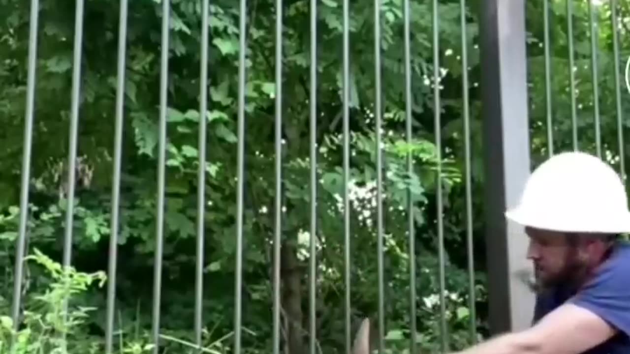 Little Fawn Stucked in Fence Trying To Be Out From There