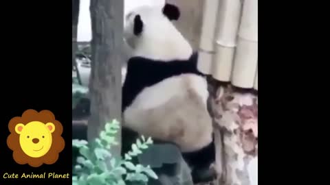 Cute moments of the national treasure bear