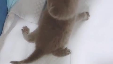 Do you have any pets?