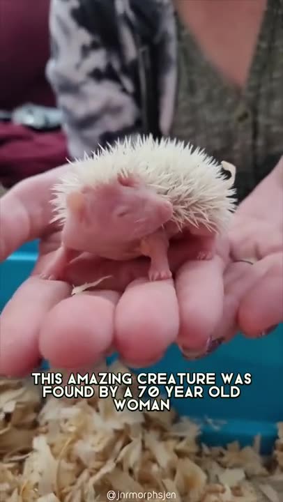 Albino Hedgehog 🦔 One Albino Animal You Have Never Seen #shorts
