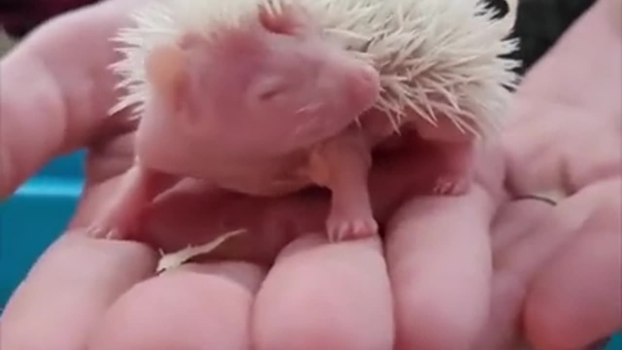 Albino Hedgehog 🦔 One Albino Animal You Have Never Seen #shorts