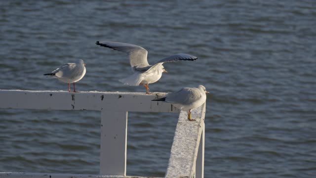 Gulls aj stand on the sea fence