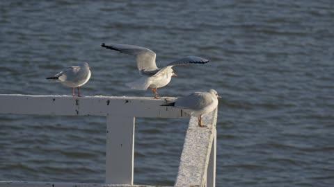 Gulls aj stand on the sea fence