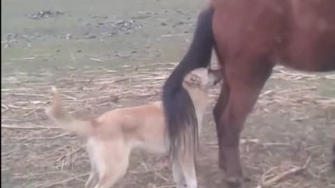 Funny Animal Video - Horse Kicks Dog