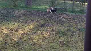 Corgis zoomies in the fall