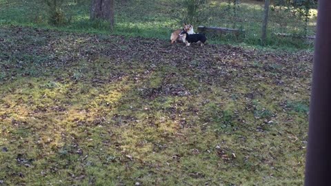 Corgis zoomies in the fall