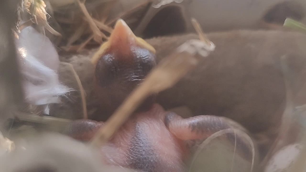 The window chick grew in two days