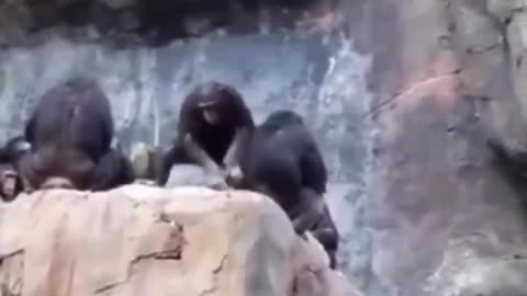 Baby Chimp Throws a Stone, Mama Brings the Discipline! 🐒🍃