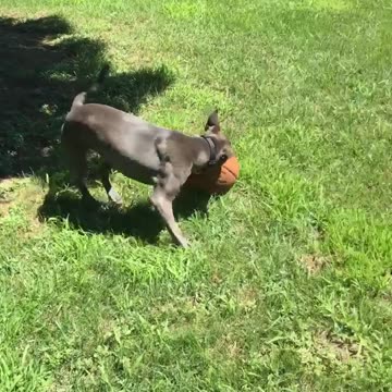 Dog nudges basketball