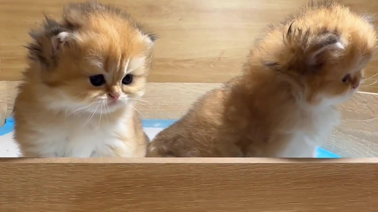 Kittens cute moments.