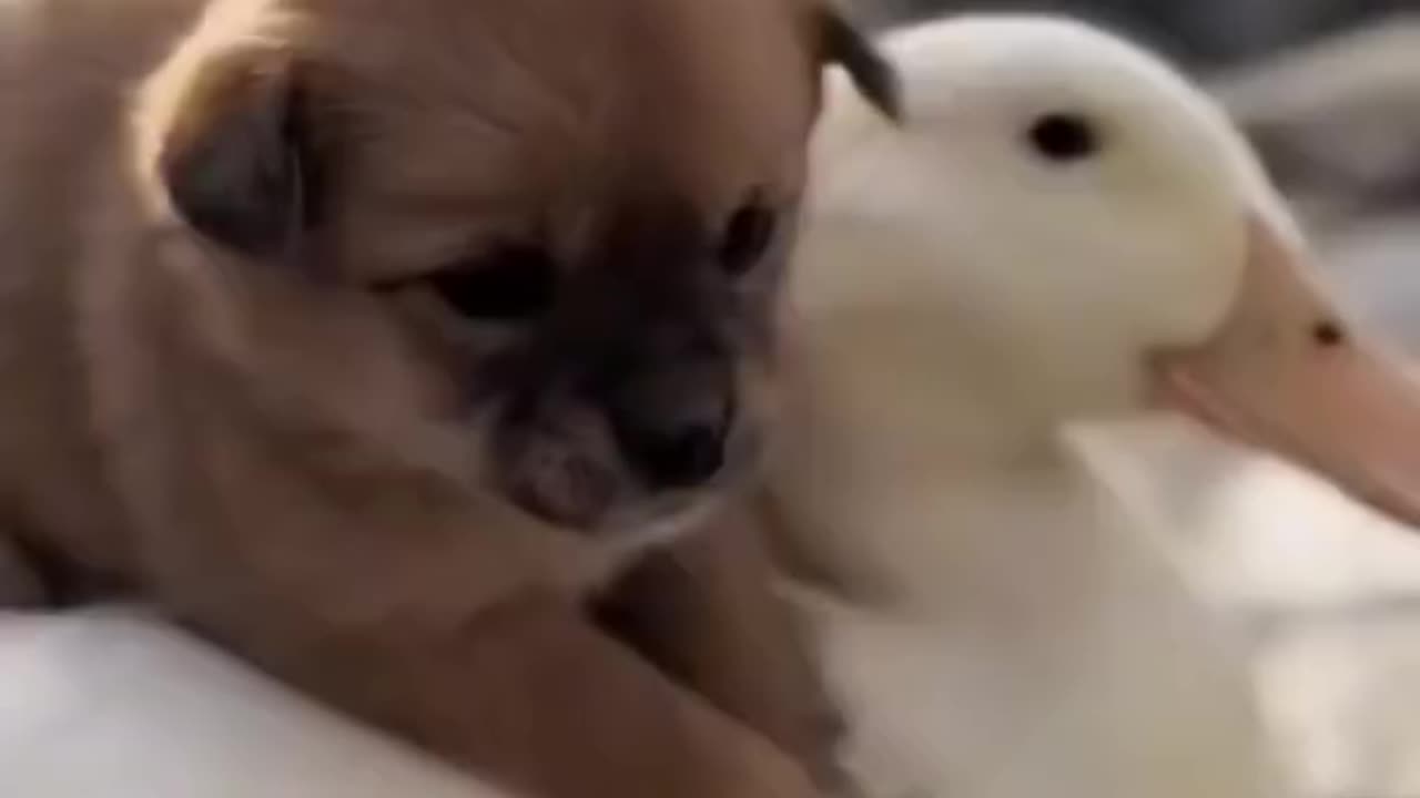 Dog and duck so cute