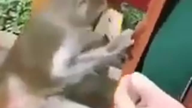 The monkey searches passersby in search of a banana