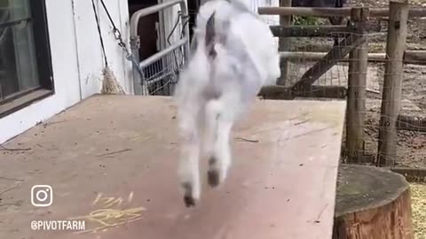 News Break: Goat