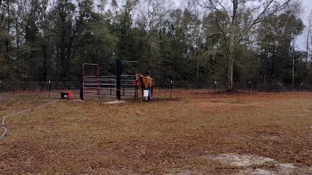 Catch Pens, Fence Prep, and race Against the Clock