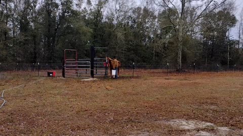 Catch Pens, Fence Prep, and race Against the Clock