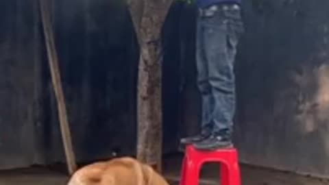 Funny cats and Dog video