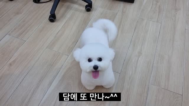 Dog Salon IN south korea / Bichon Frize grooming