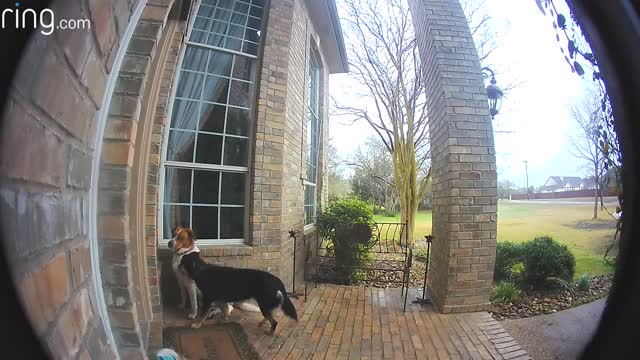 Family Dogs Learn to Use Ring Video Doorbell to Get Owner’s Attention ｜