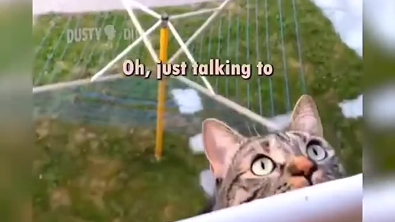 Funny smart cat