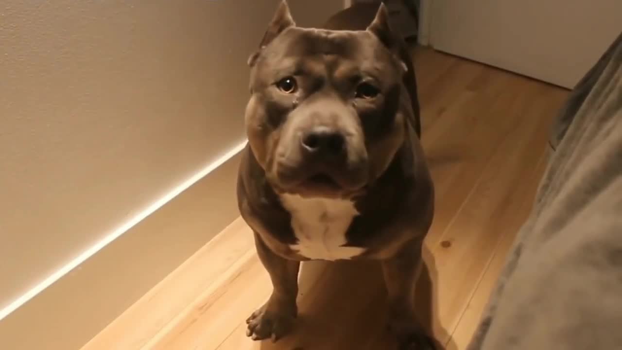 A Pitbull talk to his owner and say yes so smart Dog.