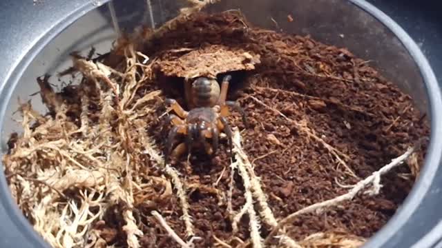 Thai Trapdoor Spider Catching Prey in Slow Motion