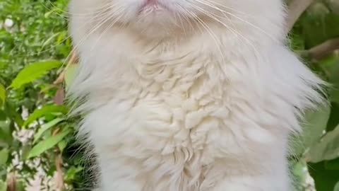 Beautiful cat |tiktok