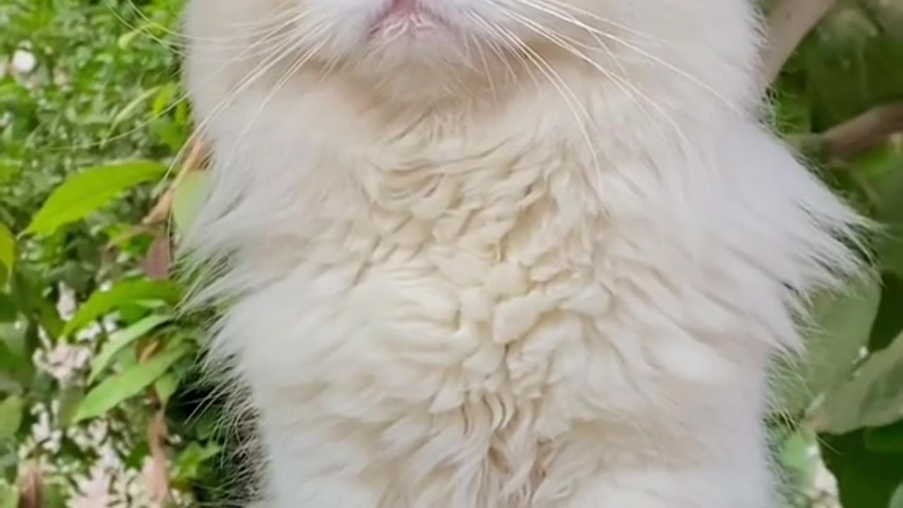 Beautiful cat |tiktok