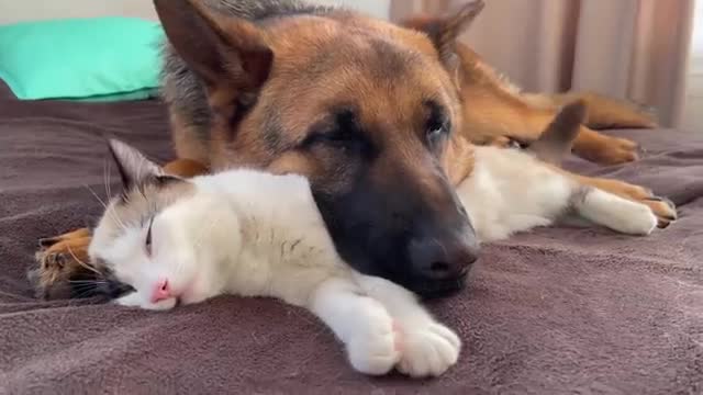 The German Shepherd uses a Cat as a pillow!