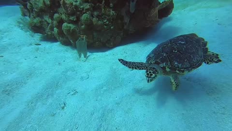 Scuba Diving Roatan Turtle GoPro Video Clip